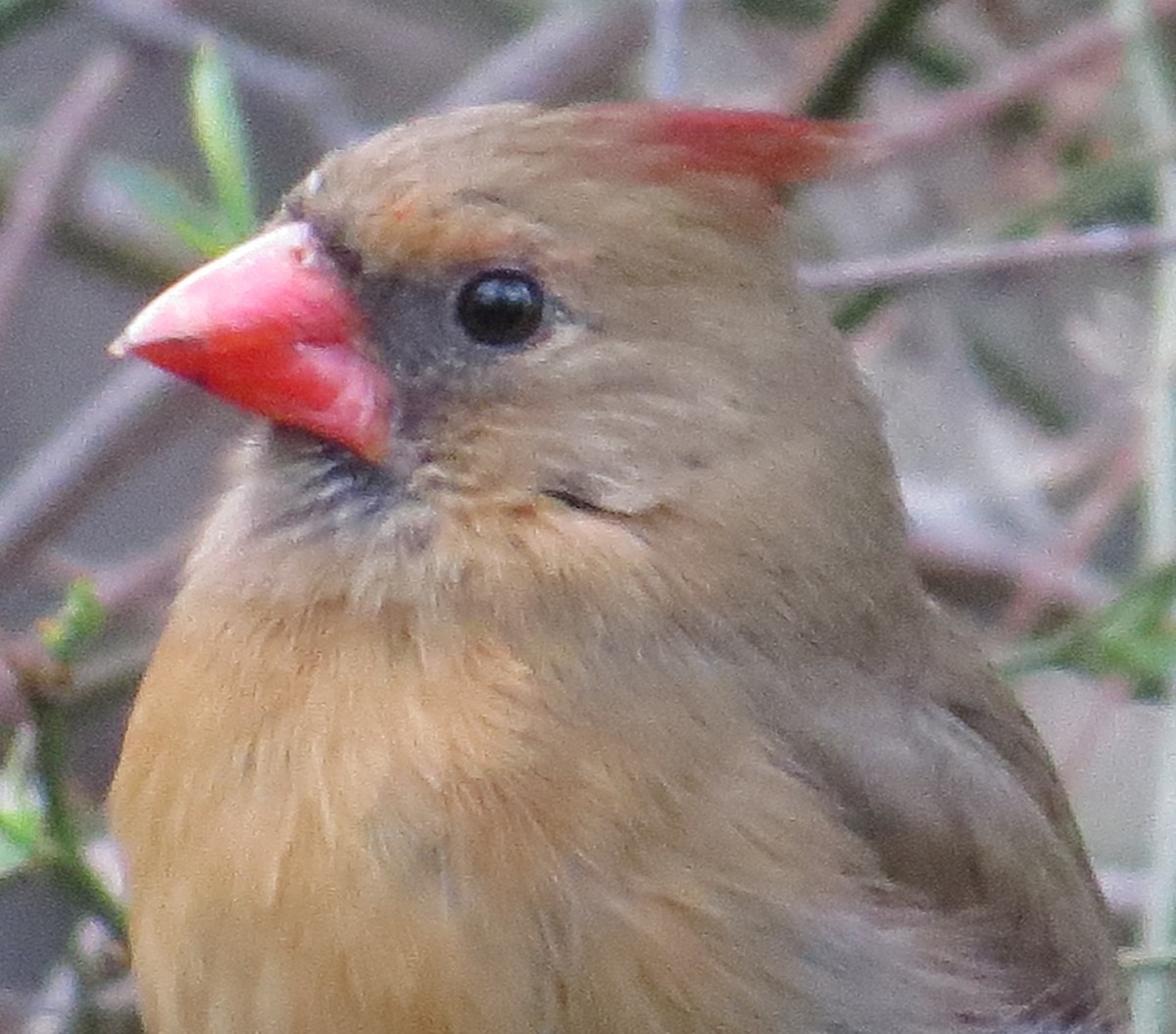 Northern Cardinal - ML48976661