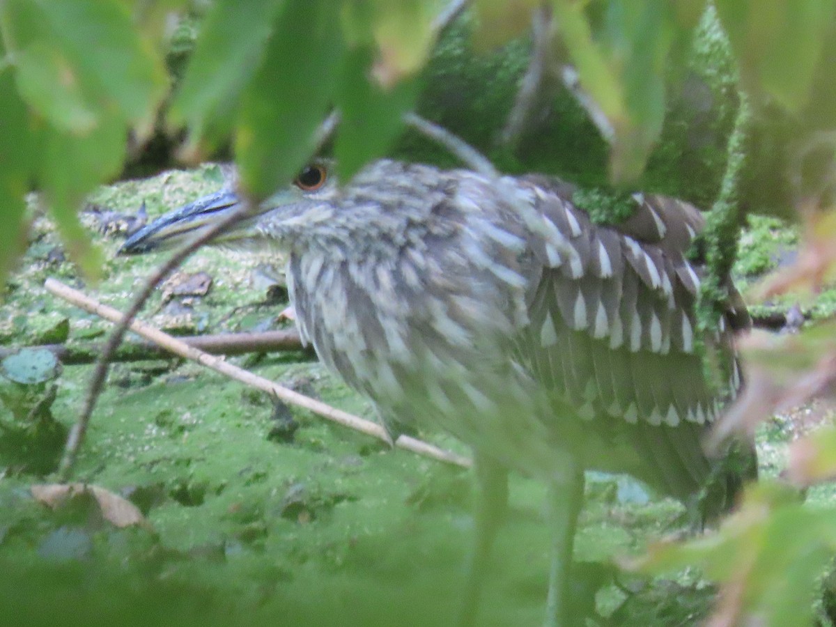 Black-crowned Night Heron - ML489767041