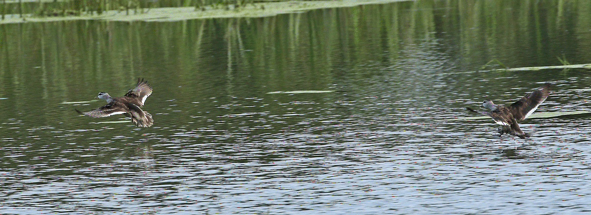 Cotton Pygmy-Goose - ML48976711