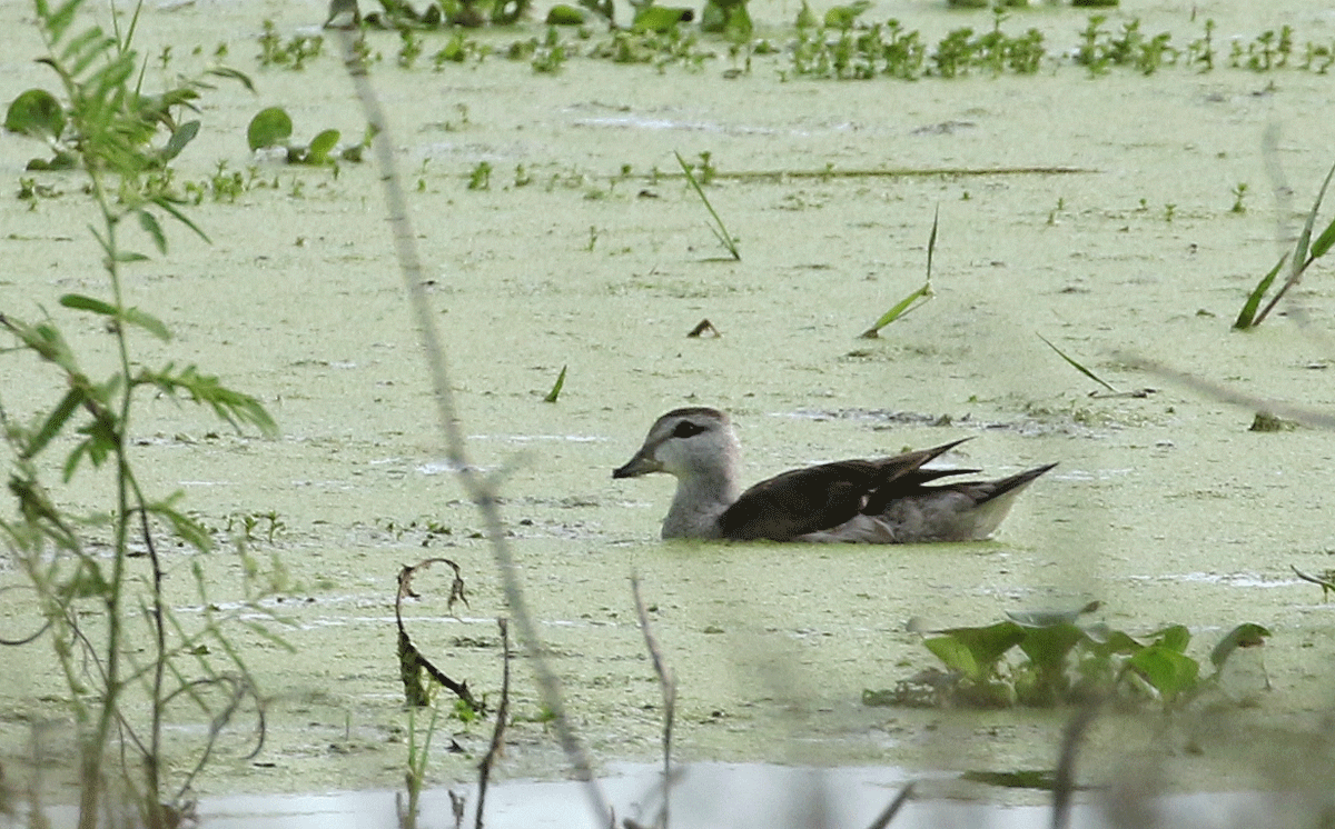 Cotton Pygmy-Goose - ML48976721