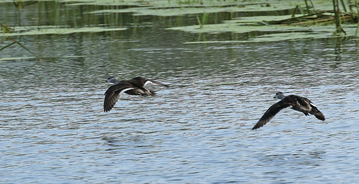 Cotton Pygmy-Goose - ML48976731