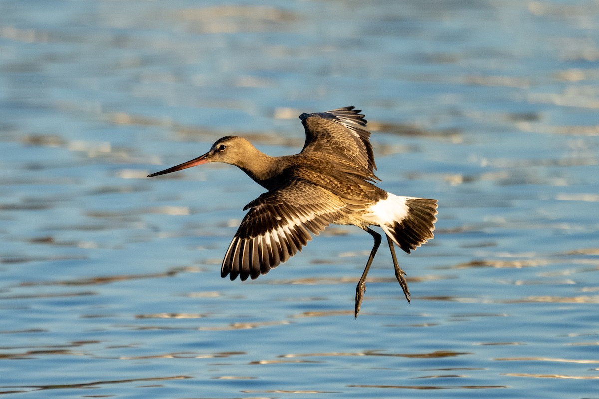 Hudsonian Godwit - ML489767891