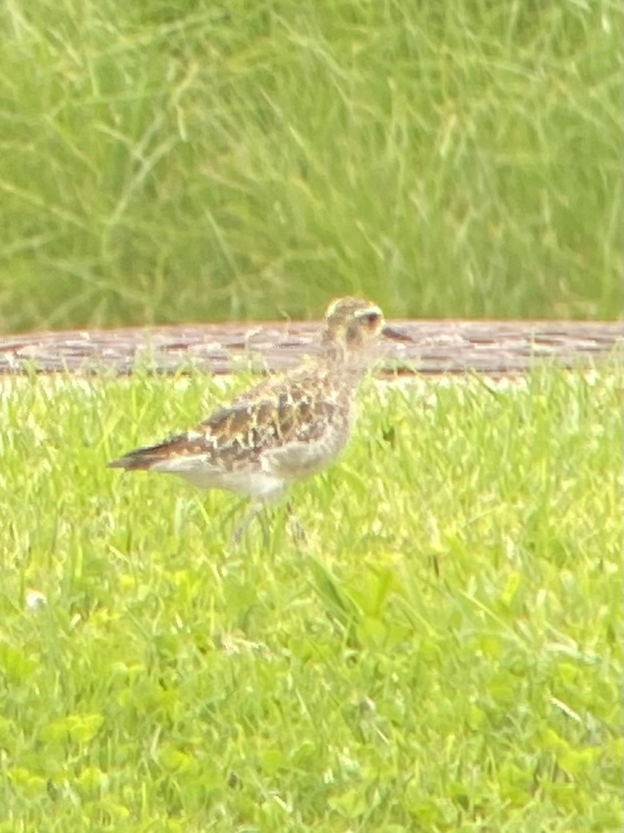 Pacific Golden-Plover - ML489768631