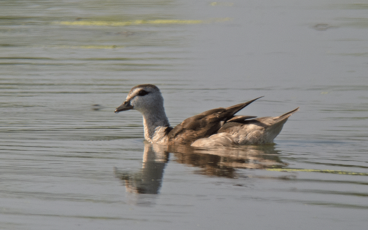 Cotton Pygmy-Goose - ML48976941