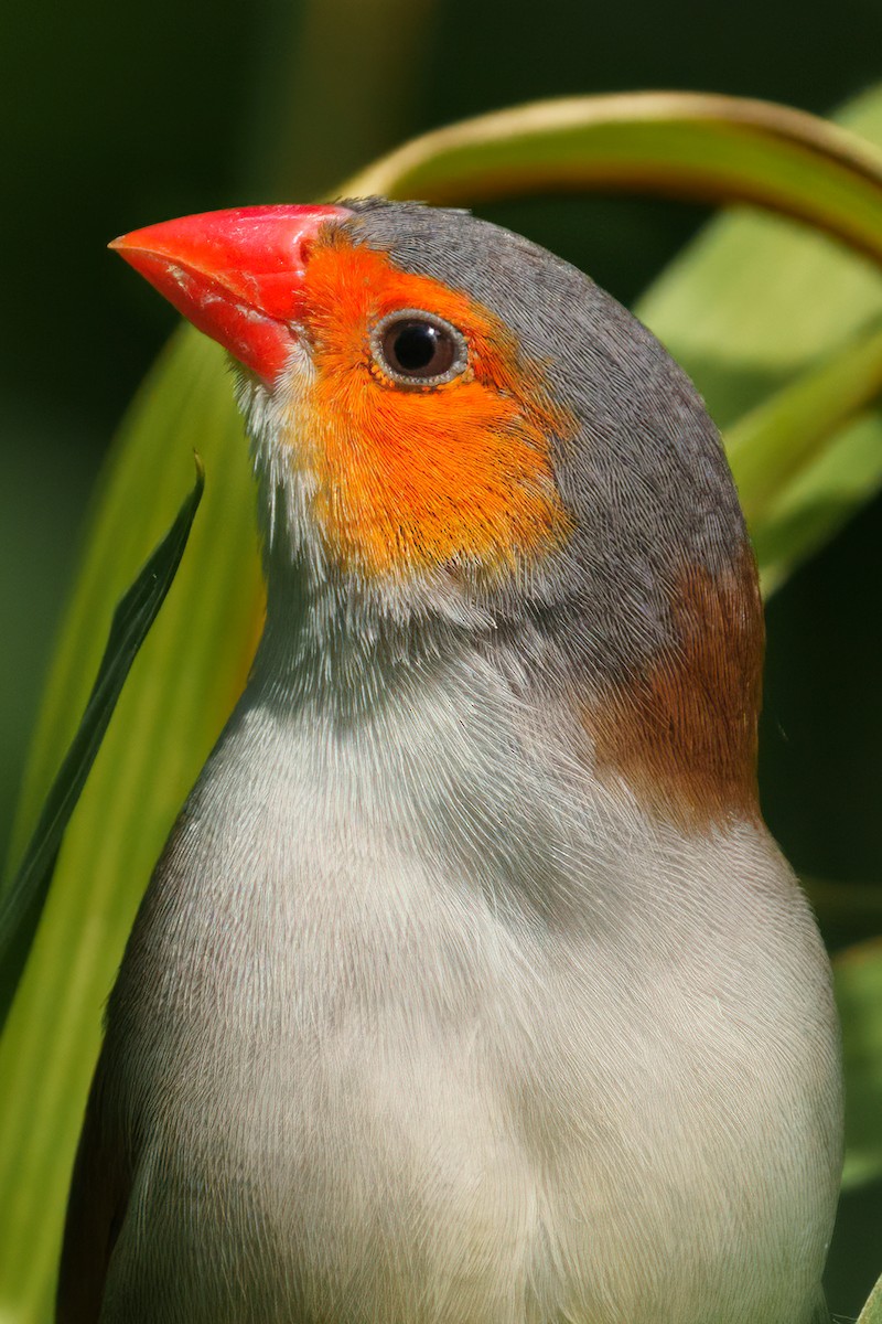 Orange-cheeked Waxbill - ML489770781