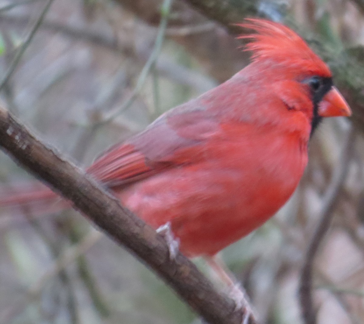 Northern Cardinal - ML48977141