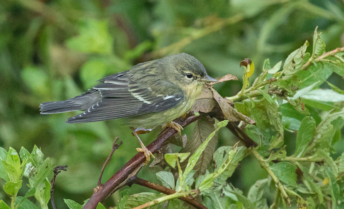 Blackpoll Warbler - ML489772291