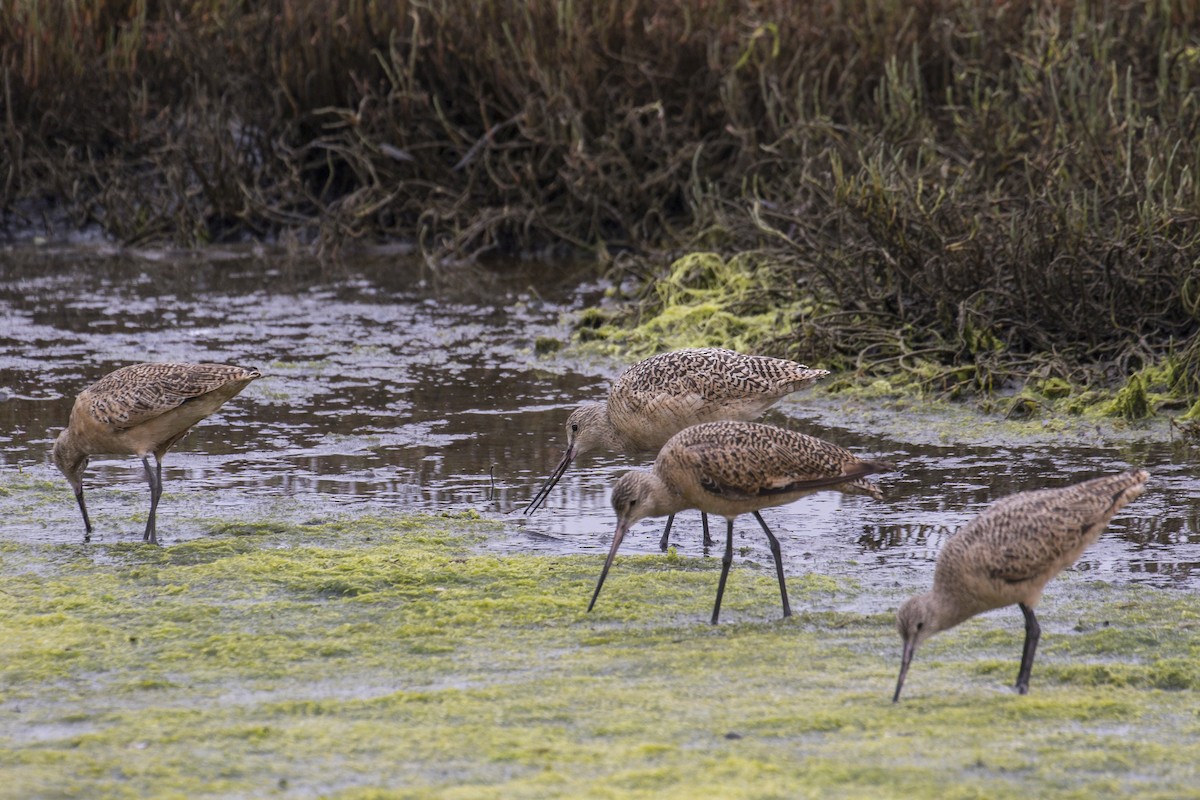 Marbled Godwit - Simon Lane