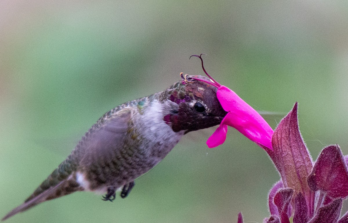 Anna's Hummingbird - ML489774651