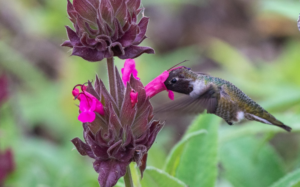 Anna's Hummingbird - ML489774671