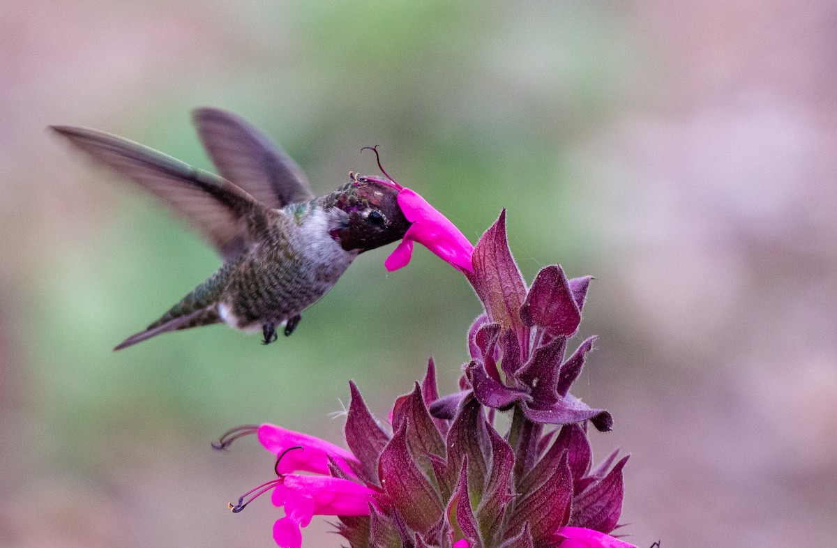 Anna's Hummingbird - ML489774691