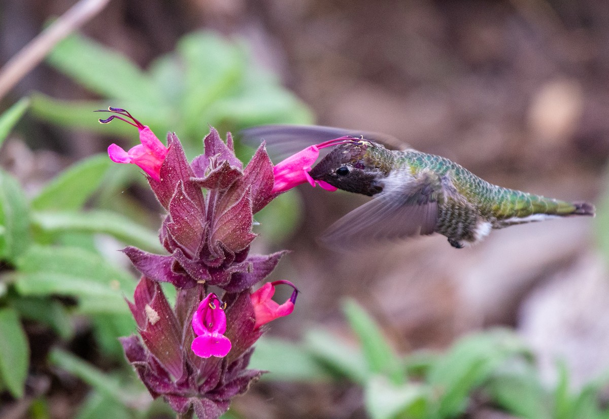 Anna's Hummingbird - ML489774701