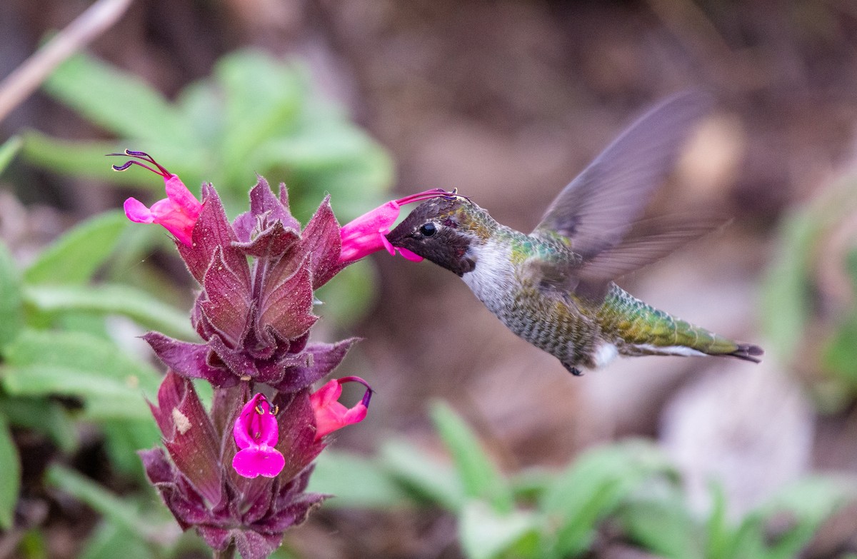 Anna's Hummingbird - ML489774711