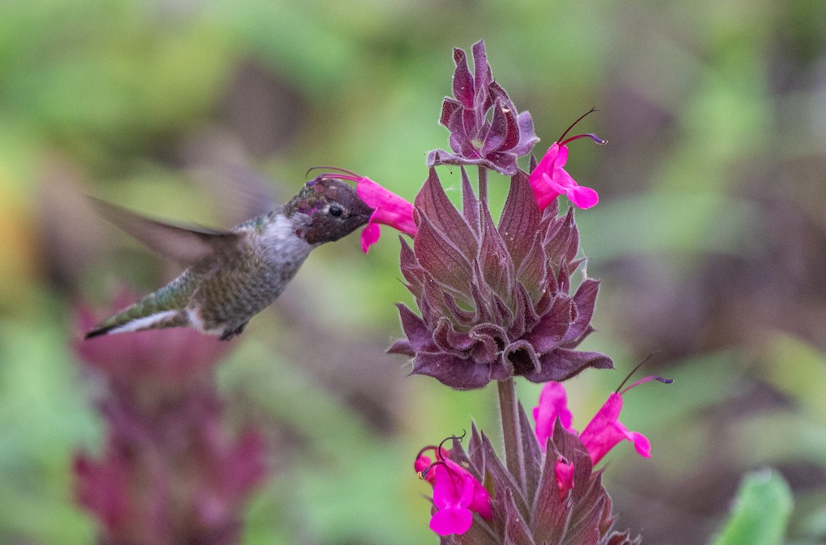 Anna's Hummingbird - ML489774721