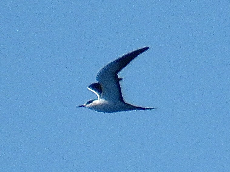 Sooty Tern - Breyden Beeke