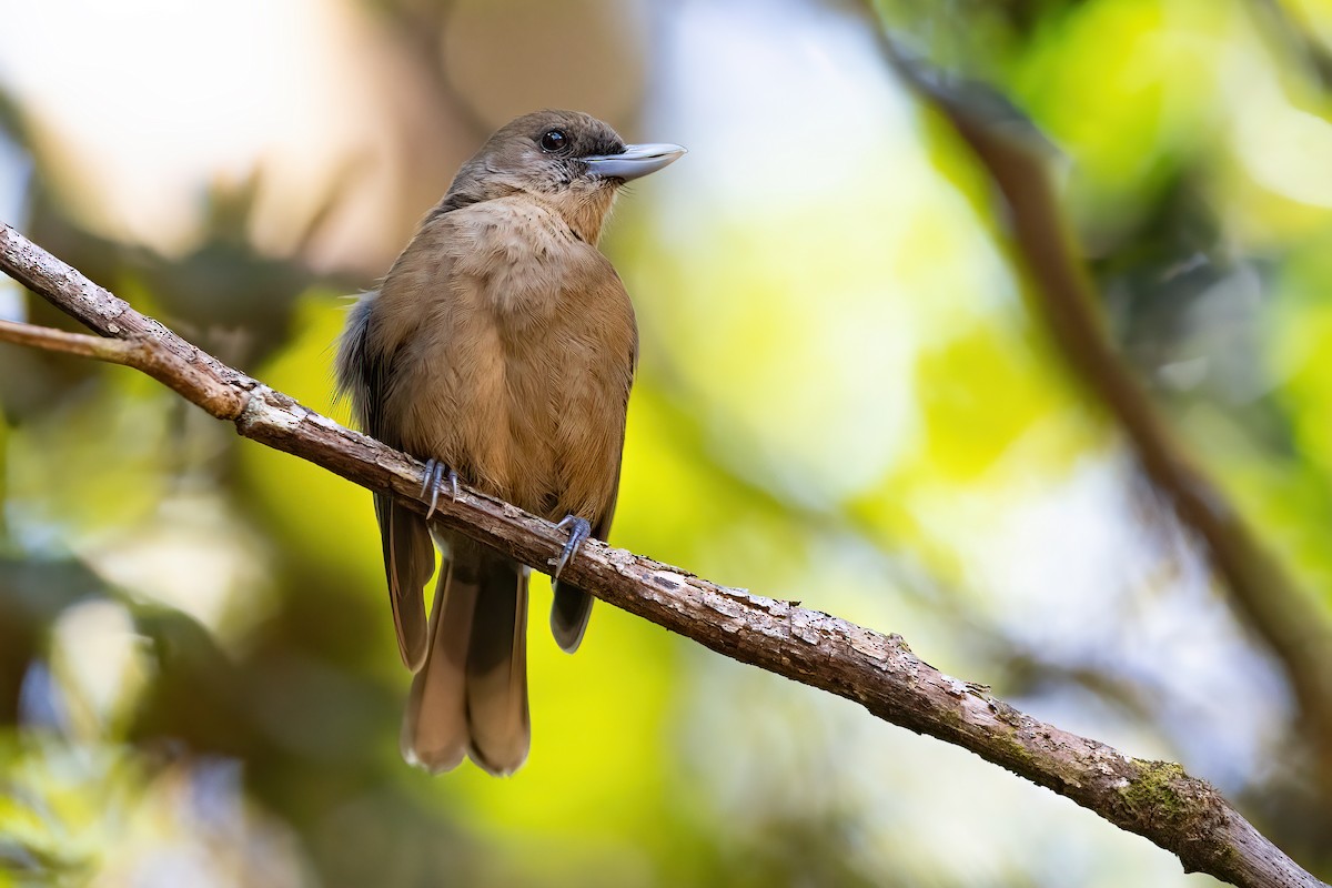 Southern Shrikebill - ML489775851