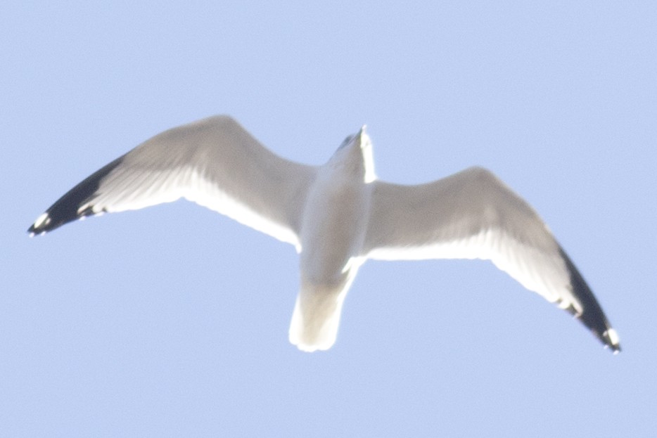 Делавэрская чайка - ML48977591