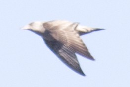 Herring Gull - David Brown