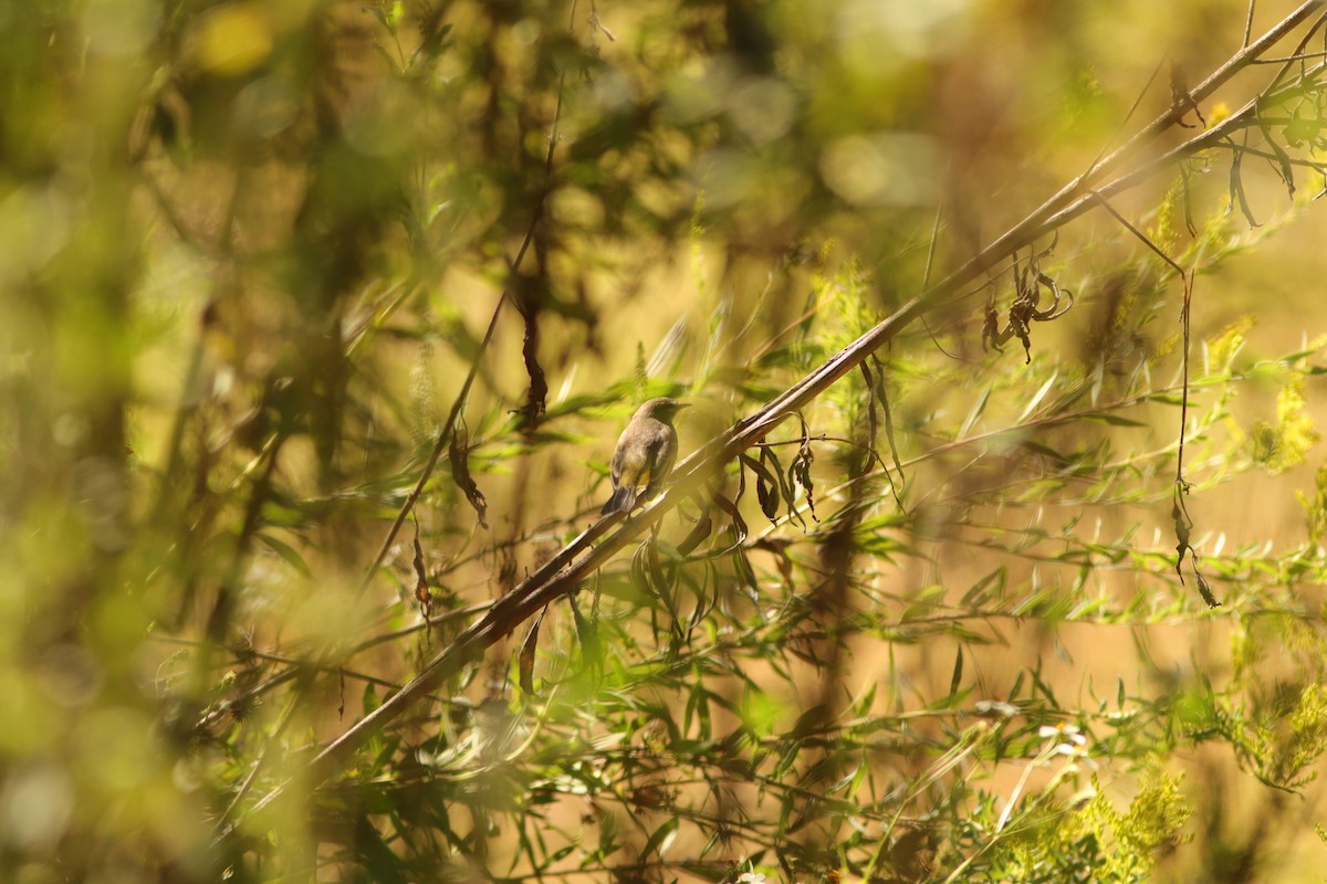 Palm Warbler - Daphne Asbell