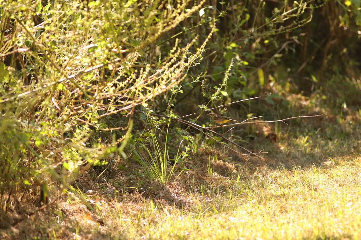 Palm Warbler - Daphne Asbell