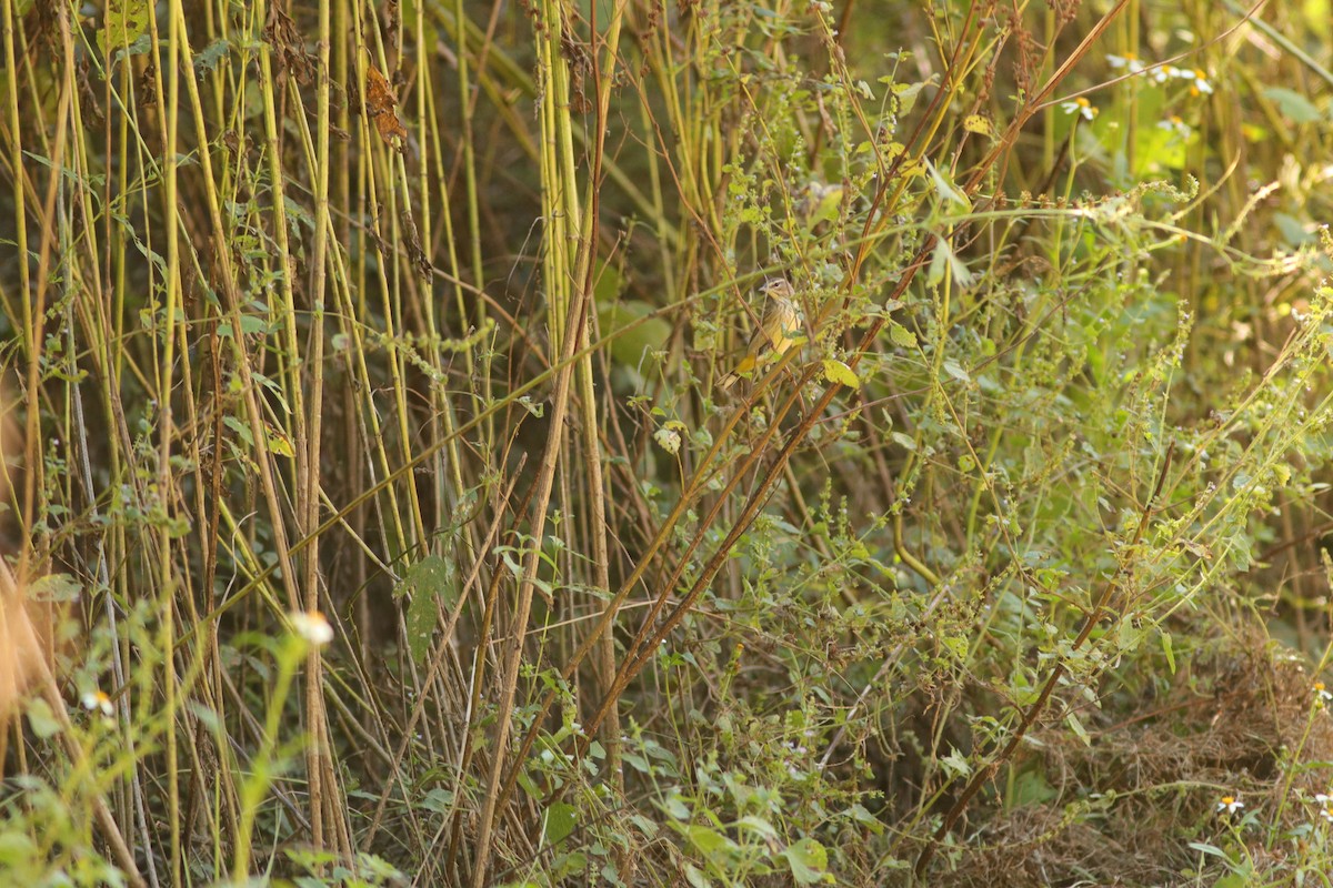 Palm Warbler - Daphne Asbell