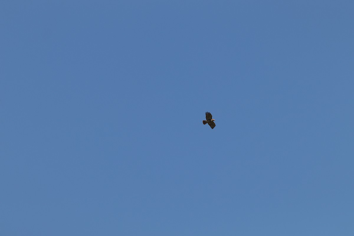 Red-tailed Hawk - Daphne Asbell