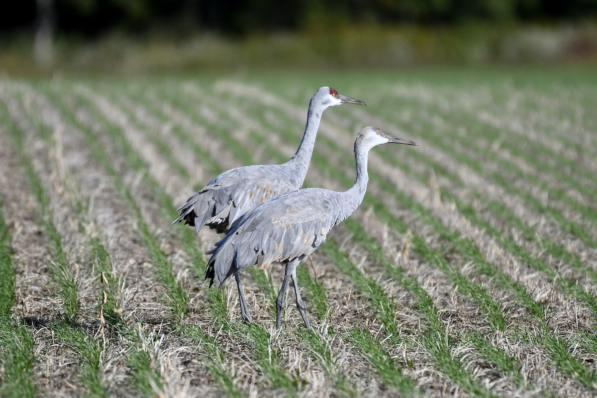 Sandhill Crane - ML489778261