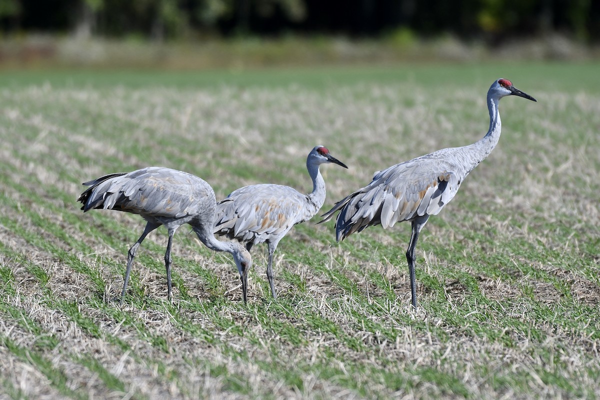 Sandhill Crane - ML489778271