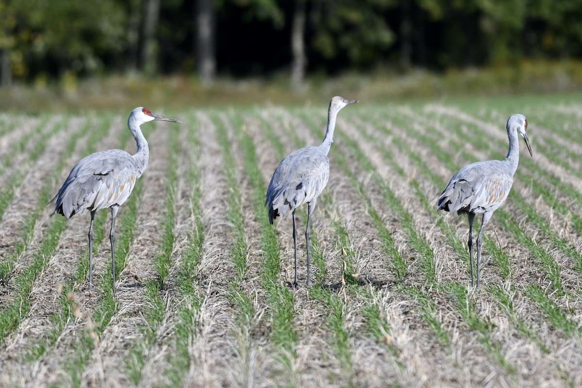 Sandhill Crane - ML489778281