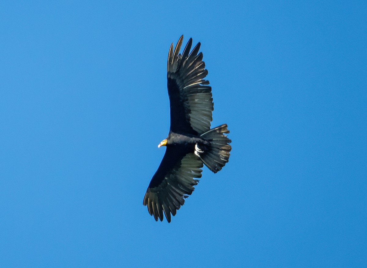 Greater Yellow-headed Vulture - Linda Sullivan