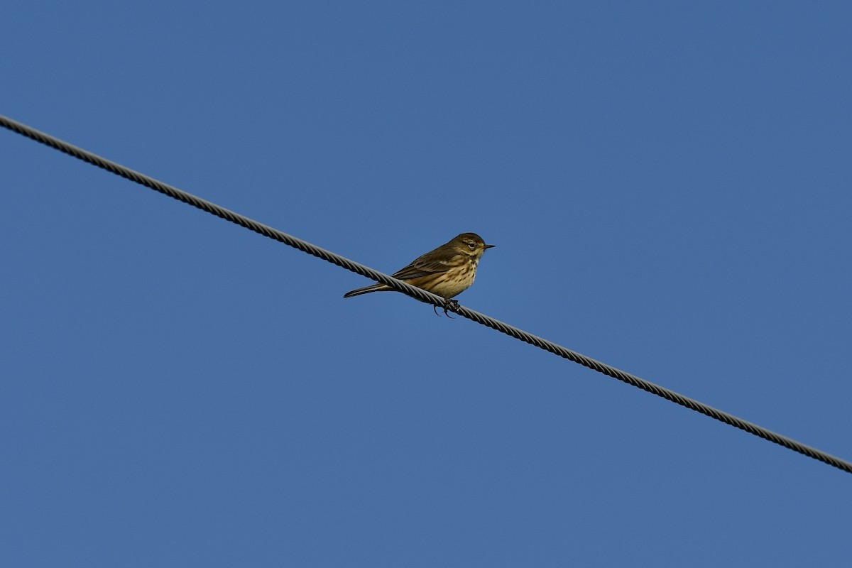 American Pipit - ML489779491
