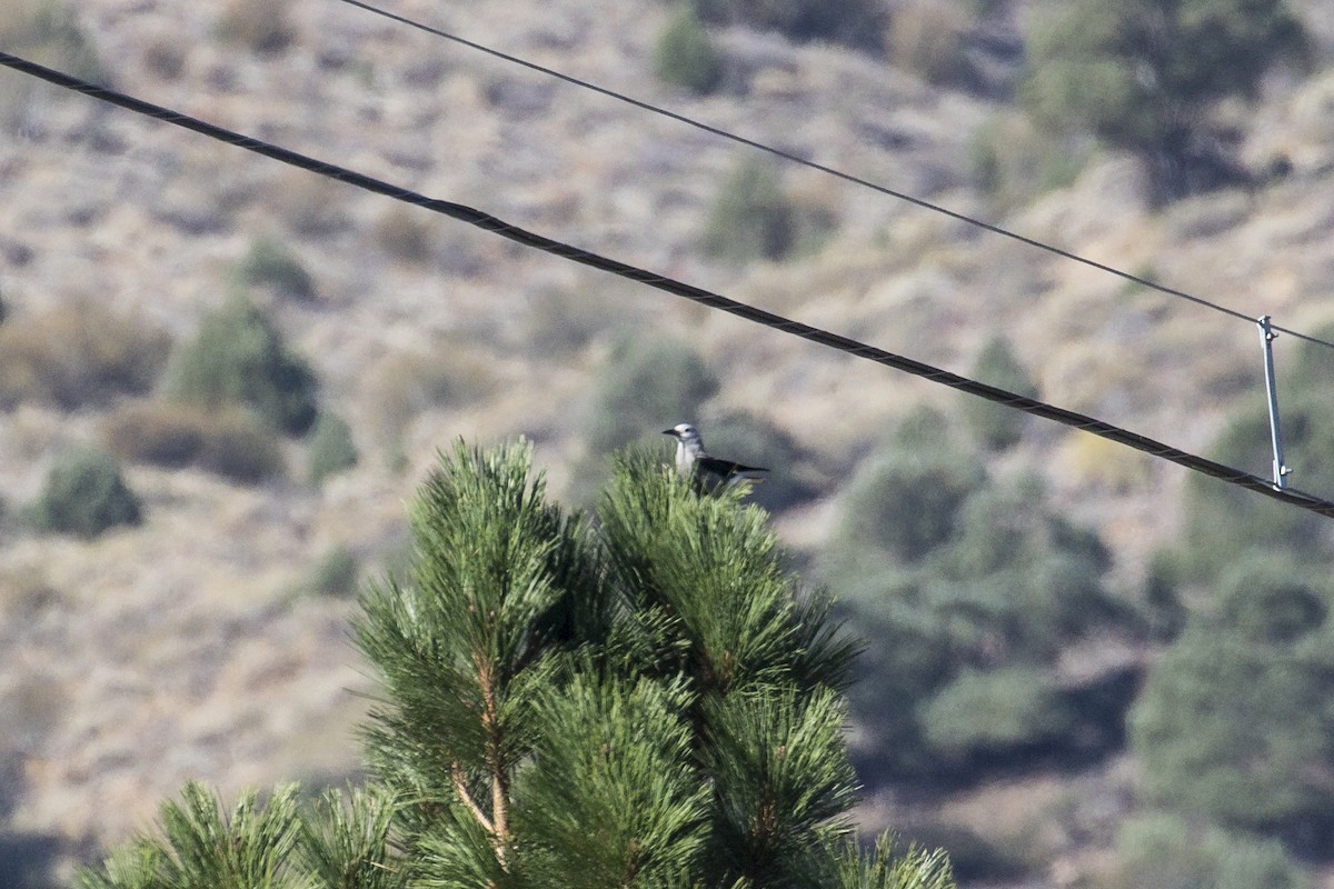 Clark's Nutcracker - ML489780331
