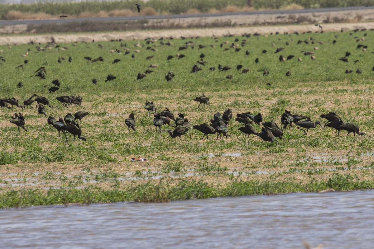 White-faced Ibis - ML489780621