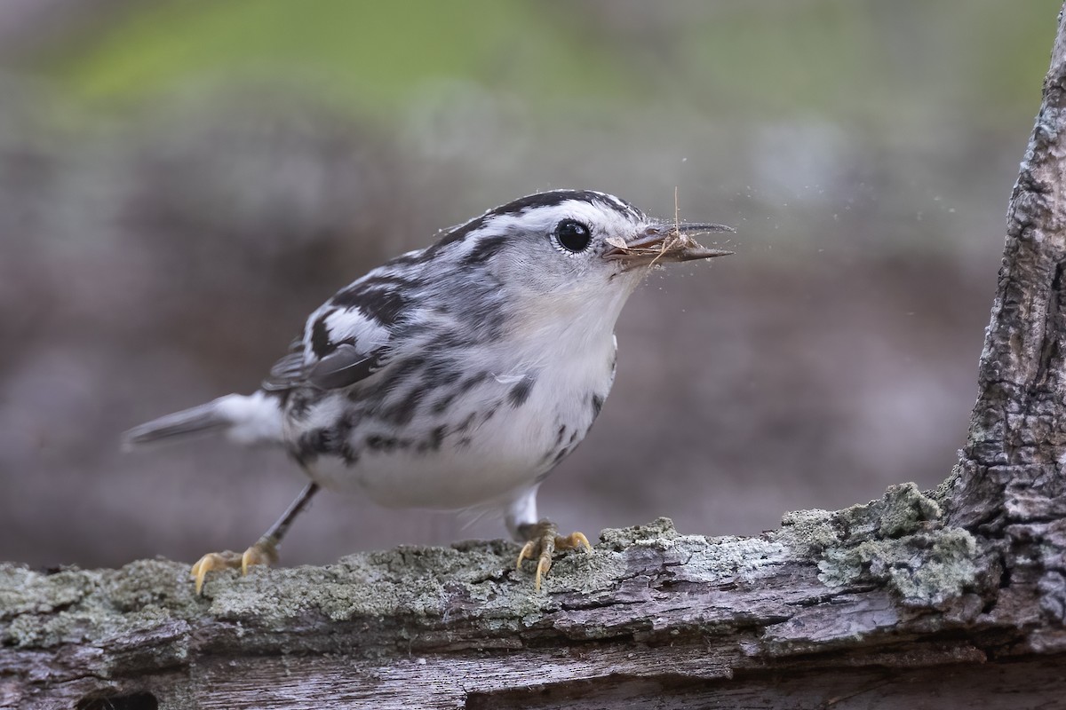 Black-and-white Warbler - Steve Schnoll