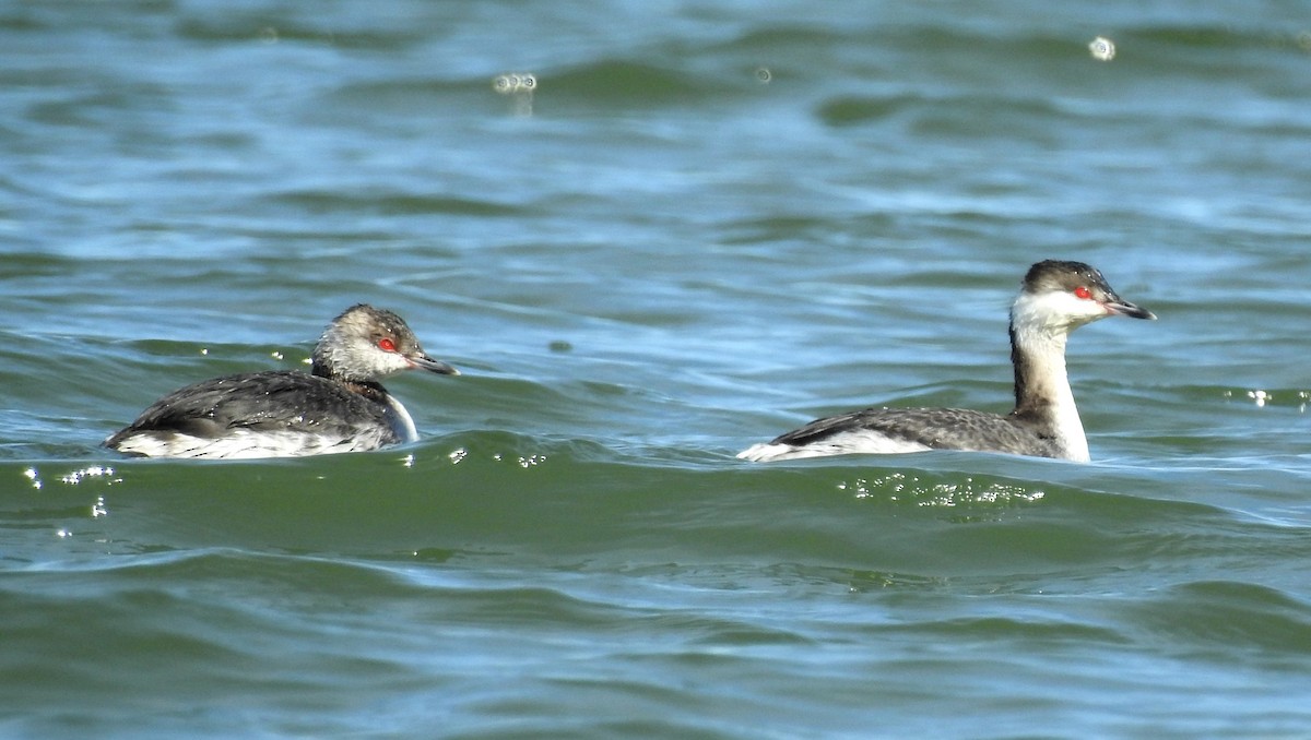 Horned Grebe - ML48978121