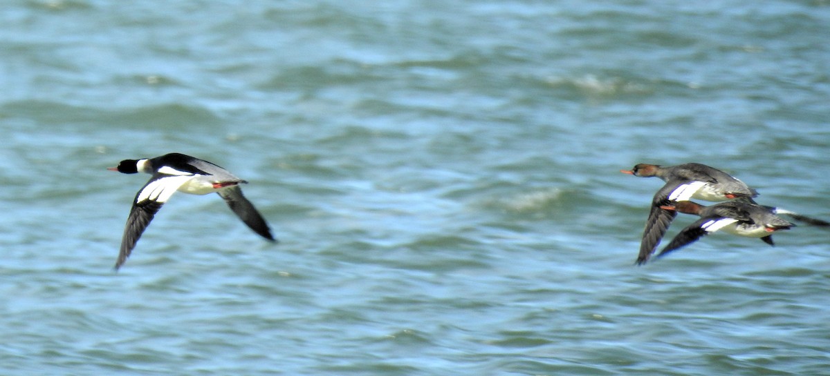 Red-breasted Merganser - ML48978171