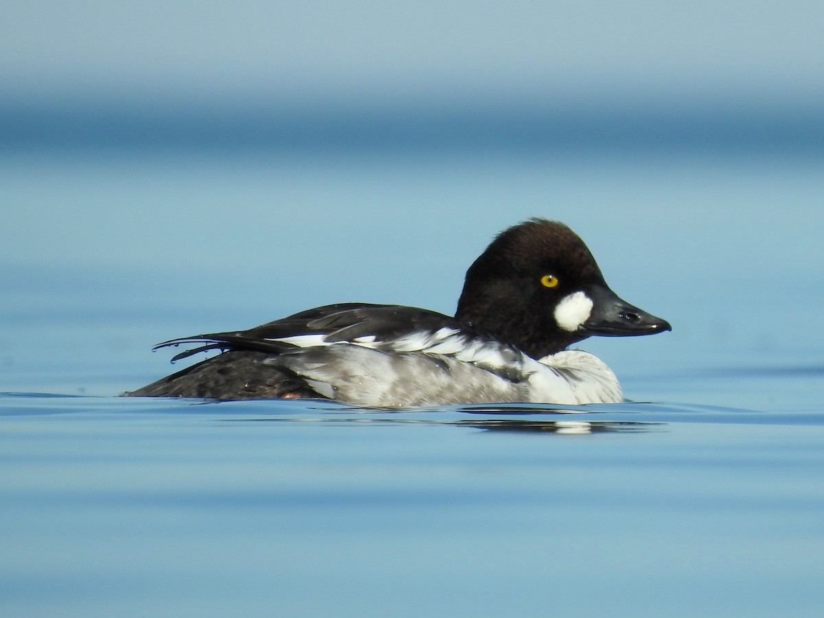 Common Goldeneye - Carl Miller
