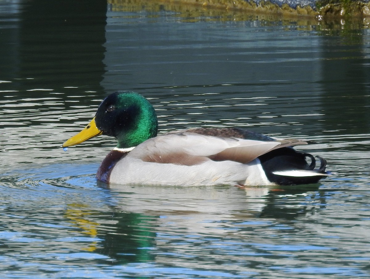 Mallard - ML48978231