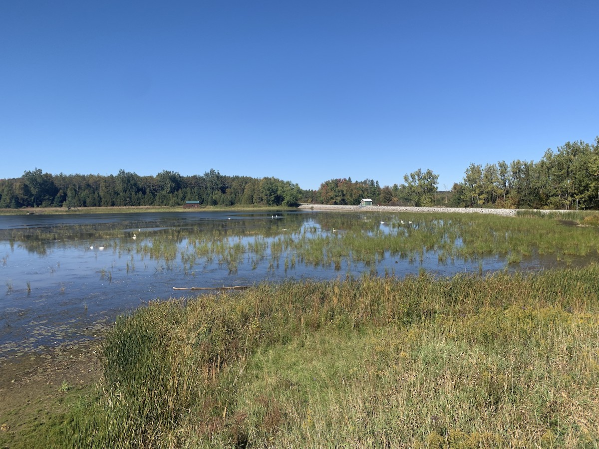 Trumpeter Swan - ML489782901