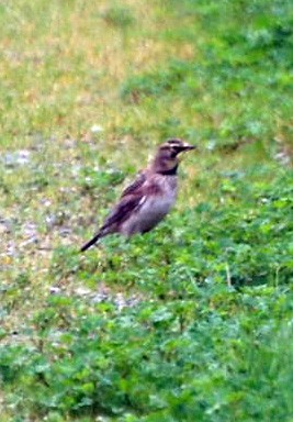 skřivan ouškatý - ML48978301