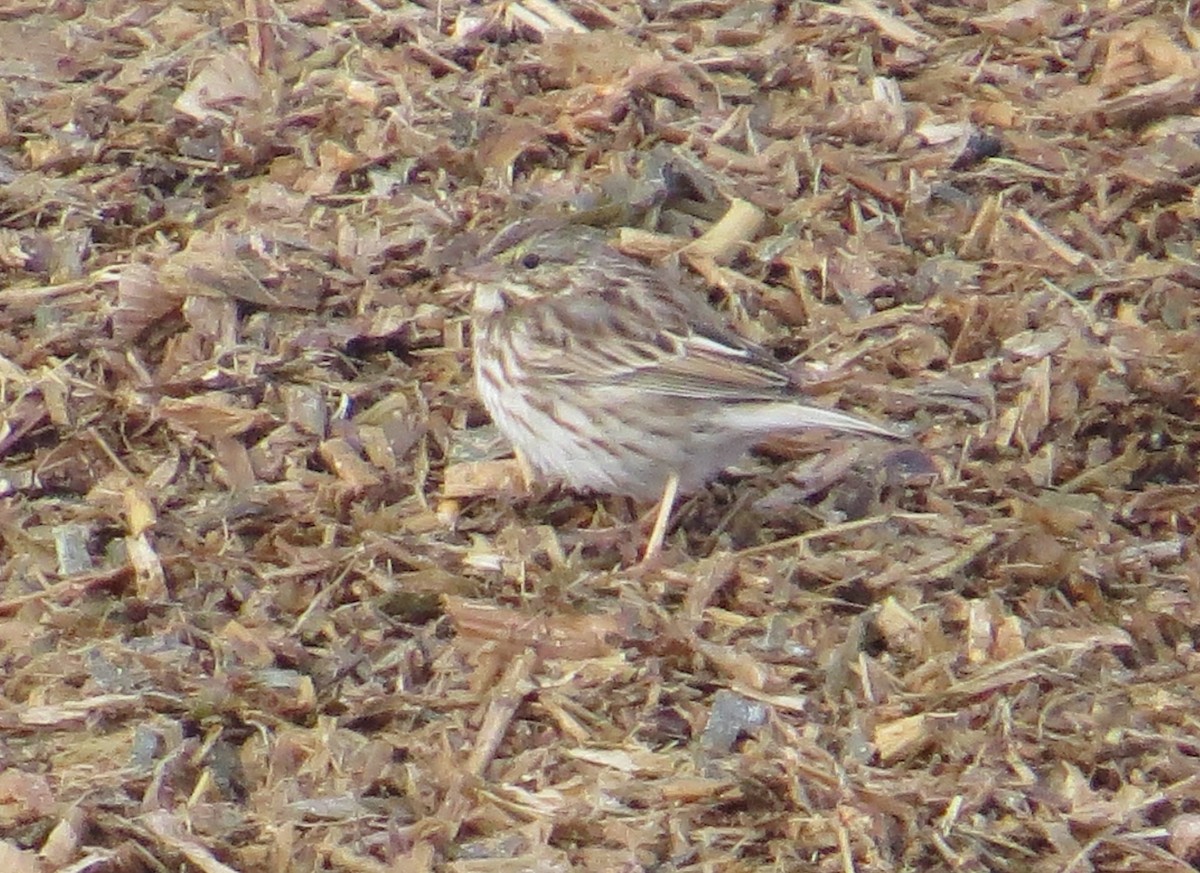 Savannah Sparrow - ML48978391