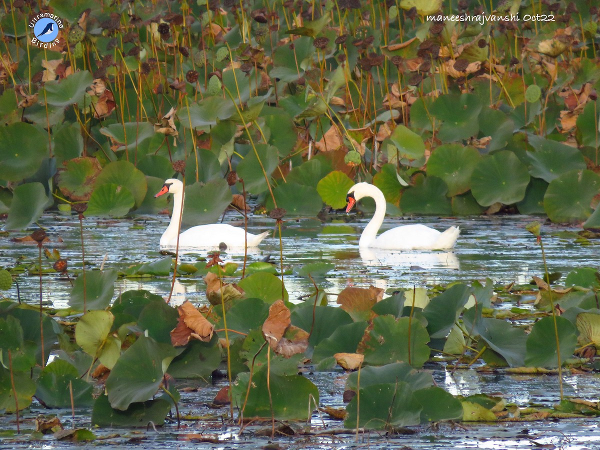 Mute Swan - ML489785851