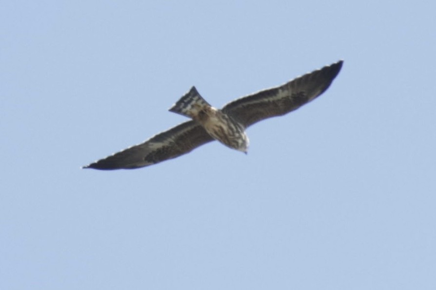 Mississippi Kite - ML489785931