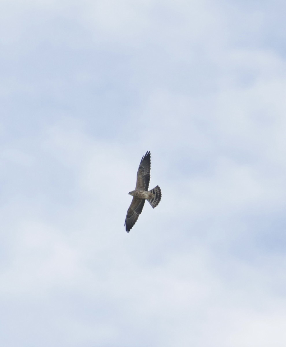 Mississippi Kite - A Birder