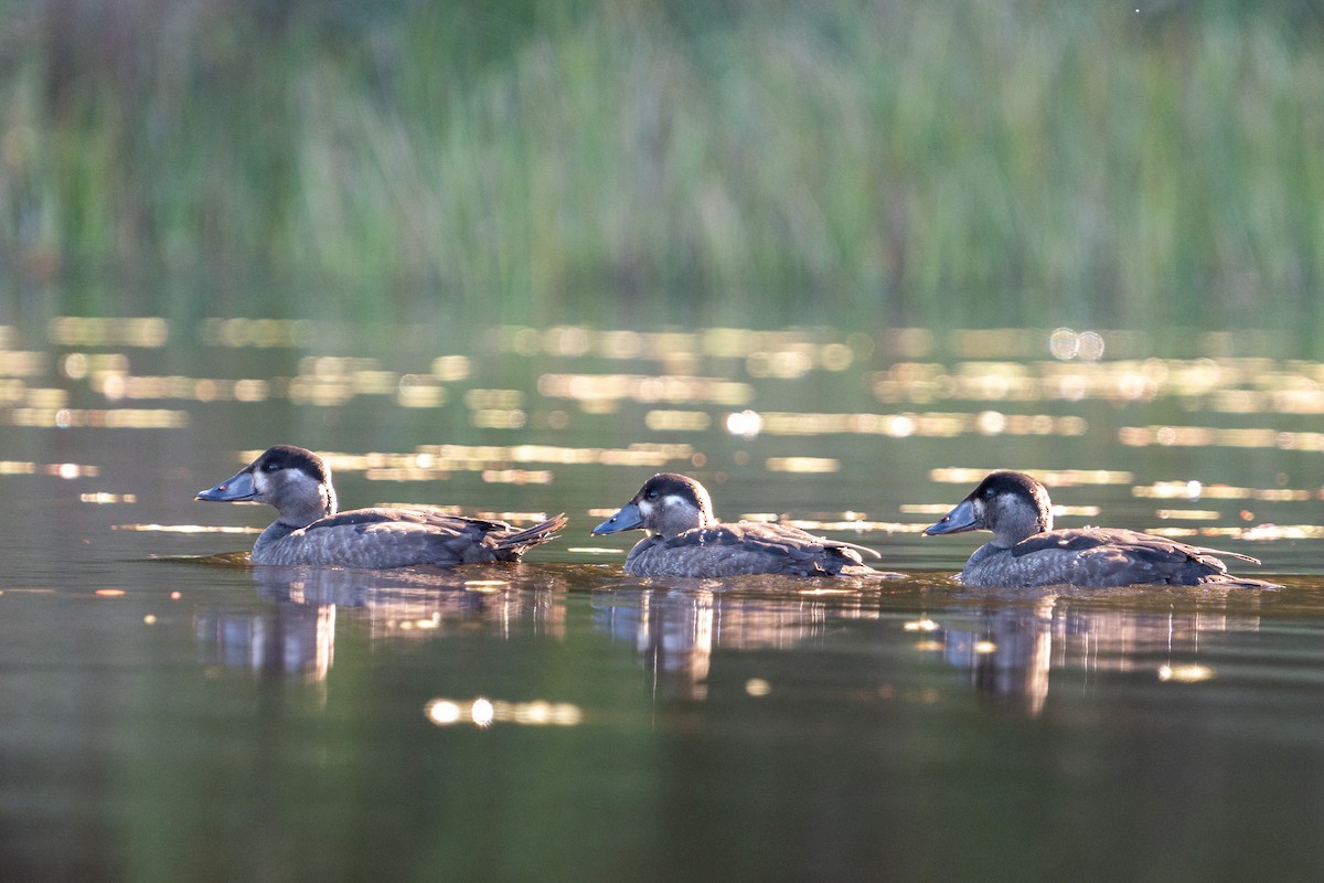 Surf Scoter - ML489786381