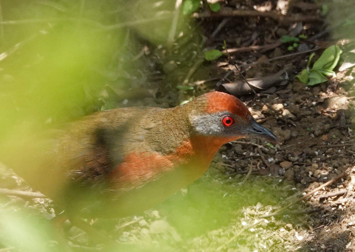 Russet-crowned Crake - ML489786941