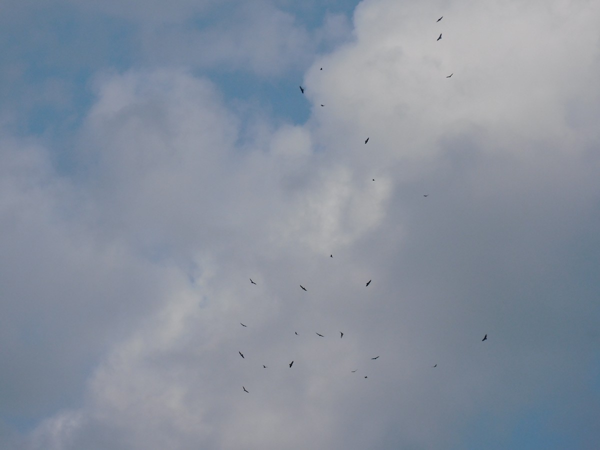 Turkey Vulture - ML489787271