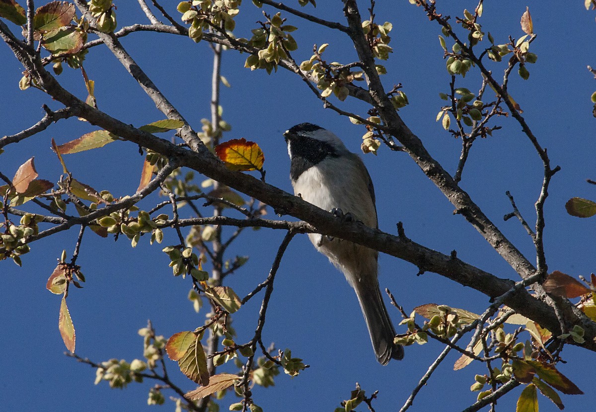 Carolina Chickadee - ML489788061