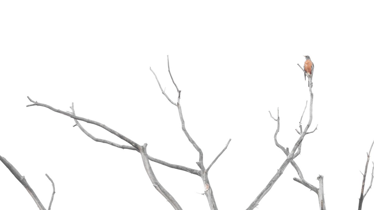 American Robin - ML489788741