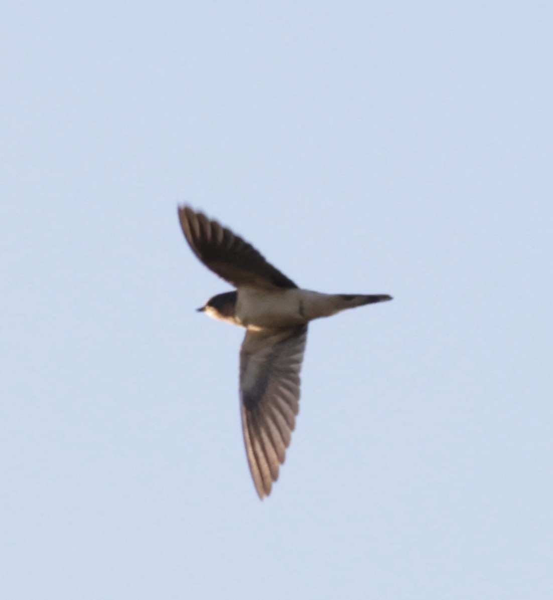 Barn Swallow - ML489790511